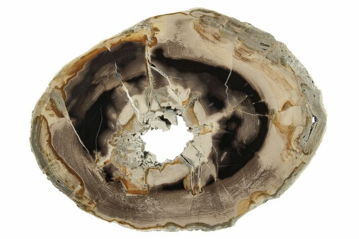 Polished Petrified Wood Round - Sweet Home, Oregon #239332